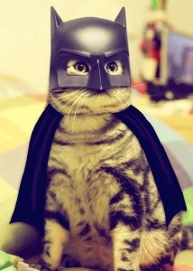 Bat-cat?